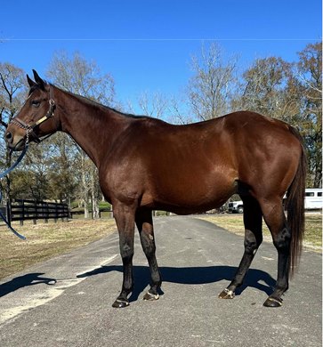 Naive Enough at Coteau Grove Farms in Louisiana, dam of graded stakes winner Tumbarumba. Naive Enough at Coteau Grove Farms in Louisiana, dam of graded stakes winner Tumbarumba.