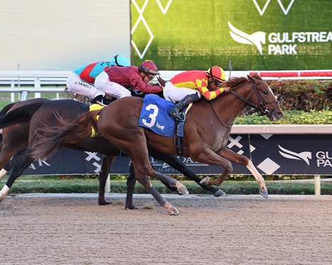 Otello wins the Mucho Macho Man Stakes on Monday, January 1, 2024 at Gulfstream Park Otello wins the Mucho Macho Man Stakes on Monday, January 1, 2024 at Gulfstream Park