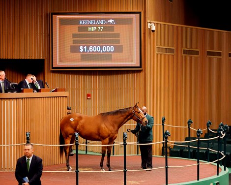 Hip 077, Prank, 2024 Keeneland January Horses of All Ages Sale Hip 077, Prank, 2024 Keeneland January Horses of All Ages Sale