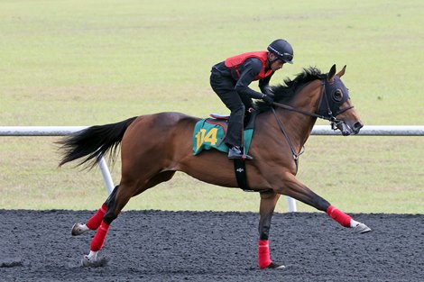 Hip 104 gallops as part of the Lothenbach Disperrsal, 2024 OBS March 2 year old Sale Hip 104 gallops as part of the Lothenbach Disperrsal, 2024 OBS March 2 year old Sale