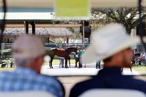 2024 OBS March 2 year old Sale, Scene 2024 OBS March 2 year old Sale, Scene