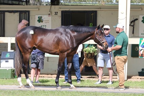 Hip 526, 2024 OBS March 2 year old Sale Hip 526, 2024 OBS March 2 year old Sale