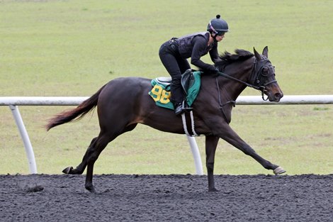Hip 198 gallops as part of the Lothenbach Disperrsal, 2024 OBS March 2 year old Sale Hip 198 gallops as part of the Lothenbach Disperrsal, 2024 OBS March 2 year old Sale