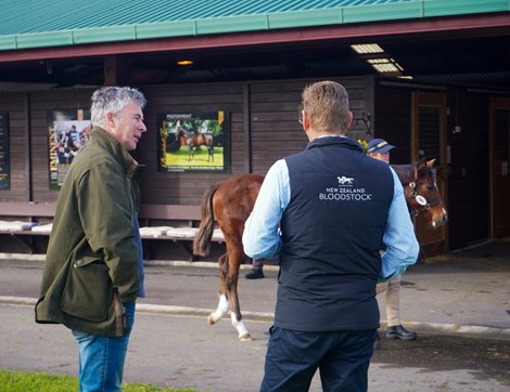 Scene, 2024 New Zealand Bloodstock National Weanling Sale Scene, 2024 New Zealand Bloodstock National Weanling Sale