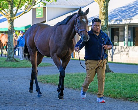 Hip 294 colt by Street Sense out of What a Fox at Kingswood Farm, agent<br><br />
Scenes from the Keeneland September sale near Lexington, Ky., on Sept. 7, 2024. Hip 294 colt by Street Sense out of What a Fox at Kingswood Farm, agent<br><br />
Scenes from the Keeneland September sale near Lexington, Ky., on Sept. 7, 2024.