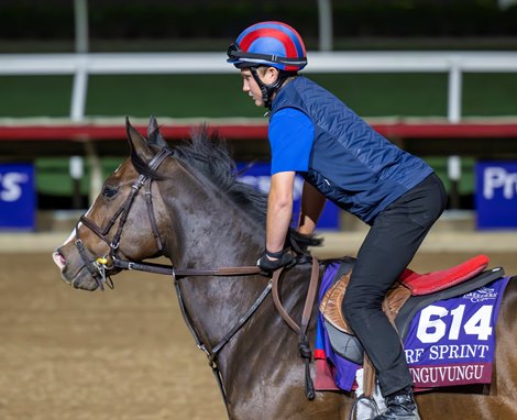 Breeders’ Cup contender Isivunguvungu gallops this morning during the exercise period at the Delmar Race Track Tuesday Oct. 29, 2024 in San Diego, CA. Photo by Skip Dickstein Breeders’ Cup contender Isivunguvungu gallops this morning during the exercise period at the Delmar Race Track Tuesday Oct. 29, 2024 in San Diego, CA. Photo by Skip Dickstein