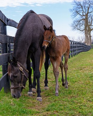 Mare and foal. Scenes at WinStar in celebration of their 25th anniversary on March 25, 2025 in Versailles, Ky. Mare and foal. Scenes at WinStar in celebration of their 25th anniversary on March 25, 2025 in Versailles, Ky.