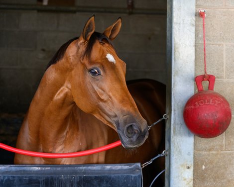 Vahva in her stall at the Cherie DeVaux barn at Keeneland.<br>
Veterinary track work with Dr. George Munday and Dr. Will Farmer at Keeneland on Oct. 2, 2025. Vahva in her stall at the Cherie DeVaux barn at Keeneland.<br>
Veterinary track work with Dr. George Munday and Dr. Will Farmer at Keeneland on Oct. 2, 2025.