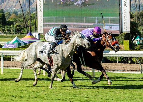 Man O Rose and jockey Edwin Maldonado, right, outleg Lovesick Blues (Geovanni Franco), left, to win the $100,000 California Flag Handicap, Saturday, October 11, 2025 at Santa Anita Park, Arcadia CA. © BENOIT PHOTO Man O Rose and jockey Edwin Maldonado, right, outleg Lovesick Blues (Geovanni Franco), left, to win the $100,000 California Flag Handicap, Saturday, October 11, 2025 at Santa Anita Park, Arcadia CA. © BENOIT PHOTO