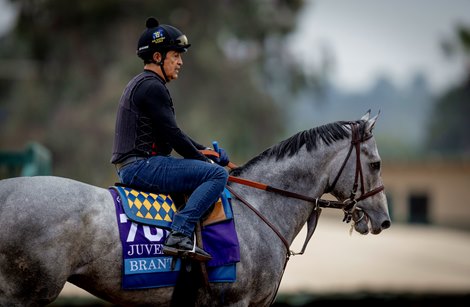 Brant training for the  Breeders’ Cup Juvenile at Del Mar Racetrack in Del Mar, CA on October 27, 2025. Photo By: Alex Evers Brant training for the  Breeders’ Cup Juvenile at Del Mar Racetrack in Del Mar, CA on October 27, 2025. Photo By: Alex Evers