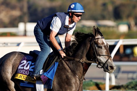 October 29 2025: Clicquot exercises on the track during morning workouts for trainer Brendan Walsh at Del Mar Thoroughbred Club in Del Mar, California Carolyn Simancik/BloodHorse Magazine October 29 2025: Clicquot exercises on the track during morning workouts for trainer Brendan Walsh at Del Mar Thoroughbred Club in Del Mar, California Carolyn Simancik/BloodHorse Magazine
