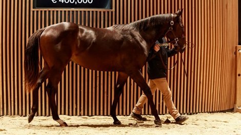 2025 Arqana October Yearling Sale, Lot 179 2025 Arqana October Yearling Sale, Lot 179