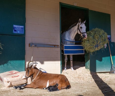 Brownie the goat pals with White Abarrio at the Del Mar Thoroughbred Club Wednesday Oct. 29, 2025 in San Diego, California. Photo by Skip Dickstein Brownie the goat pals with White Abarrio at the Del Mar Thoroughbred Club Wednesday Oct. 29, 2025 in San Diego, California. Photo by Skip Dickstein