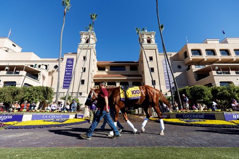 October 29 2025:  Antiquarian schooling in the paddock for Todd Pletcher at Del Mar Thoroughbred Club in Del Mar, California Carolyn Simancik/BloodHorse Magazine October 29 2025:  Antiquarian schooling in the paddock for Todd Pletcher at Del Mar Thoroughbred Club in Del Mar, California Carolyn Simancik/BloodHorse Magazine