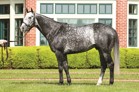 Liam's Map, stallion, conformation, portrait, Lane's End Farm Liam's Map, stallion, conformation, portrait, Lane's End Farm
