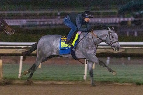 Brant for trainer Bob Baffert works at Santa Anita Park on October 24, 2025. Brant for trainer Bob Baffert works at Santa Anita Park on October 24, 2025.