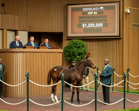 HIP 82 a weanling filly by Curlin out of Rather Special from the Eaton Sales consignment goes through the ring at $950,000 at the Keeneland November Breeding Stock sale Tuesday Nov. 4 2025 in Lexington, KY. Photo BY ©Anne Eberhardt. HIP 82 a weanling filly by Curlin out of Rather Special from the Eaton Sales consignment goes through the ring at $950,000 at the Keeneland November Breeding Stock sale Tuesday Nov. 4 2025 in Lexington, KY. Photo BY ©Anne Eberhardt.