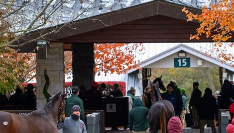 Scenes and horses at the Keeneland November breeding stock sale in Lexington, Ky., on Nov. 11, 2025. Scenes and horses at the Keeneland November breeding stock sale in Lexington, Ky., on Nov. 11, 2025.