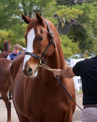 Hip 809, 2025 Keeneland November Sale Hip 809, 2025 Keeneland November Sale