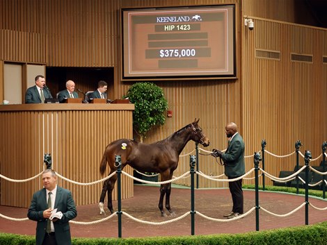 The Yaupon filly consigned as Hip 1423 in the ring at the Keeneland November Breeding Stock Sale The Yaupon filly consigned as Hip 1423 in the ring at the Keeneland November Breeding Stock Sale