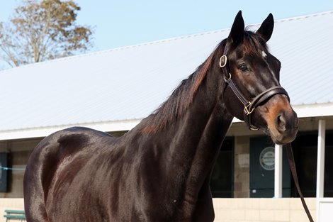 Hip 1358, 2025 Keeneland November Sale Hip 1358, 2025 Keeneland November Sale