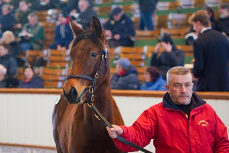 Lot 470 Ten Sovereigns (IRE) / Lamyaa (GB) B.C. (GB) Stringston FarmAvenue Bloodstock for Parkland Thoroughbreds150,000 Tattersalls December Foal Sale 26/11/2025 Lot 470 Ten Sovereigns (IRE) / Lamyaa (GB) B.C. (GB) Stringston FarmAvenue Bloodstock for Parkland Thoroughbreds150,000 Tattersalls December Foal Sale 26/11/2025