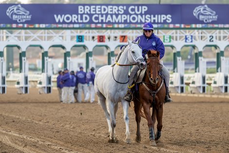 White Abarrio scratched from the Dirt Mile (G1) at Del Mar Racetrack in Del Mar, CA on November 1, 2025. White Abarrio scratched from the Dirt Mile (G1) at Del Mar Racetrack in Del Mar, CA on November 1, 2025.