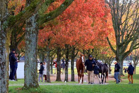 Scenics, 2025 Keeneland November Sale Scenics, 2025 Keeneland November Sale