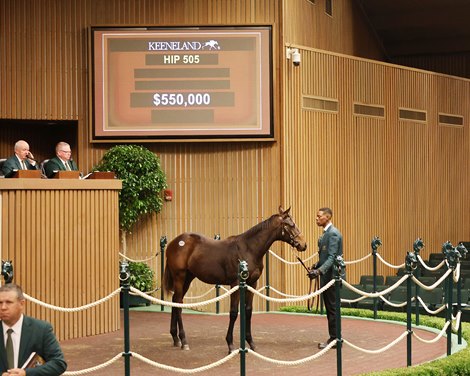 Hip 505, 2025 Keeneland November Sale Hip 505, 2025 Keeneland November Sale