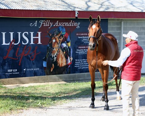 Lush Lips at the Keeneland November Sale Lush Lips at the Keeneland November Sale