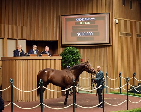Hip 678, 2025 Keeneland November Sale Hip 678, 2025 Keeneland November Sale
