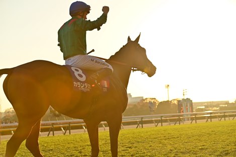 Calandagan wins the Japan Cup on November 30, 2025 at Tokyo Racecourse. Ridden by Mickael Barzalona, trained by Francis-Henri Graffard, and owned by Aga Khan Studs. Photo by Katsumi Saito Calandagan wins the Japan Cup on November 30, 2025 at Tokyo Racecourse. Ridden by Mickael Barzalona, trained by Francis-Henri Graffard, and owned by Aga Khan Studs. Photo by Katsumi Saito