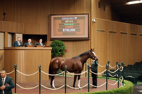 Hip 413, 2025 Keeneland November Sale Hip 413, 2025 Keeneland November Sale