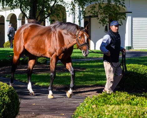 Into Mischief<br>
Stallions at Spendthrift Farm in Lexington, Ky., on Nov. 6, 2025. Into Mischief<br>
Stallions at Spendthrift Farm in Lexington, Ky., on Nov. 6, 2025.