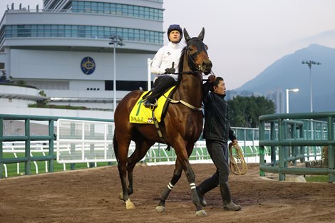 Ka Ying Rising, trackwork, December 9 2025, Sha Tin Racecourse Ka Ying Rising, trackwork, December 9 2025, Sha Tin Racecourse
