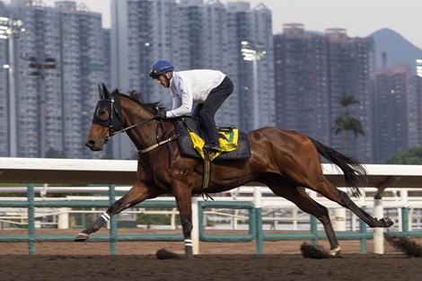 Ka Ying Rising with Zac Purton on board, trackwork, December 9 2025, Sha Tin Racecourse Ka Ying Rising with Zac Purton on board, trackwork, December 9 2025, Sha Tin Racecourse