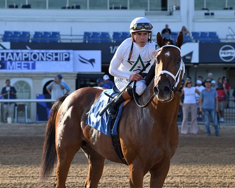 Tappan Street, AOC, Gulfstream Park, December 19 2025 Tappan Street, AOC, Gulfstream Park, December 19 2025