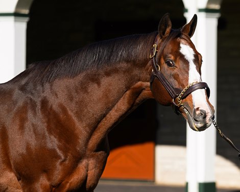 Into Mischief Stallions at Spendthrift Farm in Lexington, Ky., on Nov. 6, 2025. Into Mischief Stallions at Spendthrift Farm in Lexington, Ky., on Nov. 6, 2025.