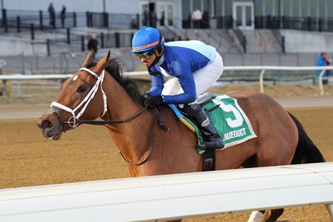 Dazzling Dame wins the 2026 Busanda Stakes at Aqueduct Racetrack Dazzling Dame wins the 2026 Busanda Stakes at Aqueduct Racetrack