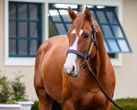 Carl Spackler<br>
Stallions at Lane’s End Farm near Versailles, Ky. on Jan. 10, 2026. Carl Spackler<br>
Stallions at Lane’s End Farm near Versailles, Ky. on Jan. 10, 2026.