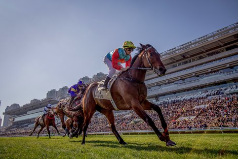 KA YING RISING ridden by Z Purton wins the Centenary Sprint completing 17 consecutive wins at Sha Tin Racecourse in Sha Tin, Hong Kong, China on January 25, 2026. Photo By: Alex Evers/ HKJC KA YING RISING ridden by Z Purton wins the Centenary Sprint completing 17 consecutive wins at Sha Tin Racecourse in Sha Tin, Hong Kong, China on January 25, 2026. Photo By: Alex Evers/ HKJC