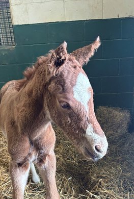 2026 Spirited Storm (by Stormy Atlantic) colt by More Than Looks at Lambholm South in Florida 2026 Spirited Storm (by Stormy Atlantic) colt by More Than Looks at Lambholm South in Florida