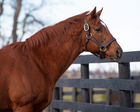 Distorted Humor at WinStar Farm on Dec. 23, 2019 WinStar Farm in Versailles, KY. Distorted Humor at WinStar Farm on Dec. 23, 2019 WinStar Farm in Versailles, KY.
