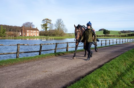 Constitution Hill and Dan Williams walk back to Seven Barrows after the stalls test Lambourn 17.2.26 Pic: Edward Whitaker Constitution Hill and Dan Williams walk back to Seven Barrows after the stalls test Lambourn 17.2.26 Pic: Edward Whitaker