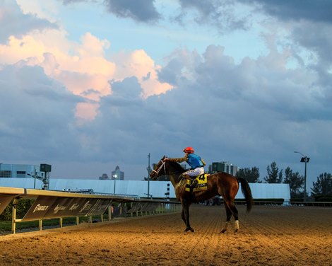Commandment wins the 2026 Fountain of Youth Stakes at Gulfstream Park Commandment wins the 2026 Fountain of Youth Stakes at Gulfstream Park