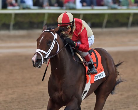 Nearly wins the Holy Bull Stakes on Saturday, January 31, 2026 at Gulfstream Park Nearly wins the Holy Bull Stakes on Saturday, January 31, 2026 at Gulfstream Park
