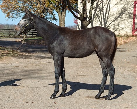 Bottle of Rouge as a weanling at Phoenix Farm Bottle of Rouge as a weanling at Phoenix Farm