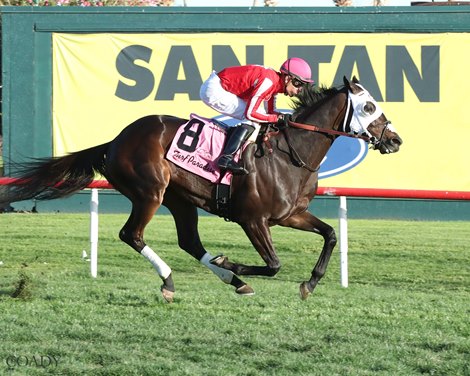 Saline River wins the 2026 Cotton Fitzsimmons Handicap at Turf Paradise Saline River wins the 2026 Cotton Fitzsimmons Handicap at Turf Paradise