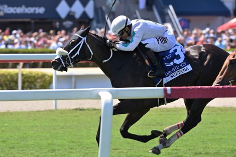 Sultana wins the 2026 Orchid Stakes at Gulfstream Park Sultana wins the 2026 Orchid Stakes at Gulfstream Park