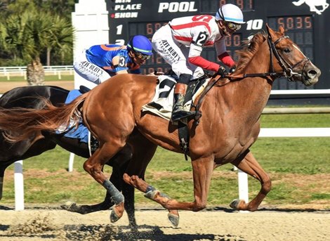 Emerging Market, Maiden Win, Tampa Bay Downs, February 7 2026 Emerging Market, Maiden Win, Tampa Bay Downs, February 7 2026